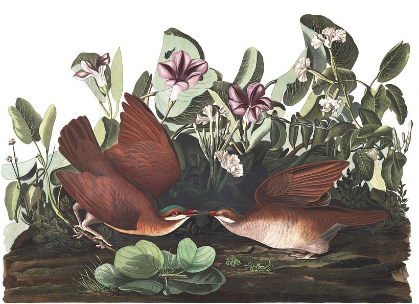 Key-West Dove by John James Audubon, via Audubon.org.