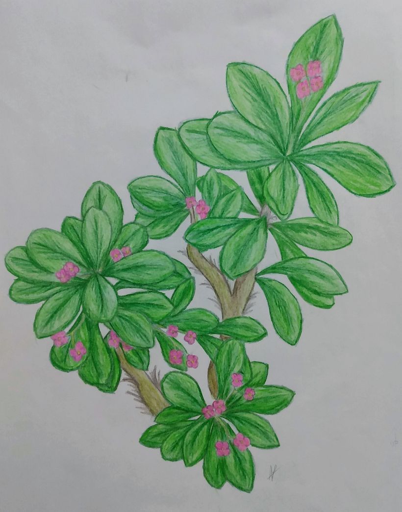 UN POCO DE FLORA 2