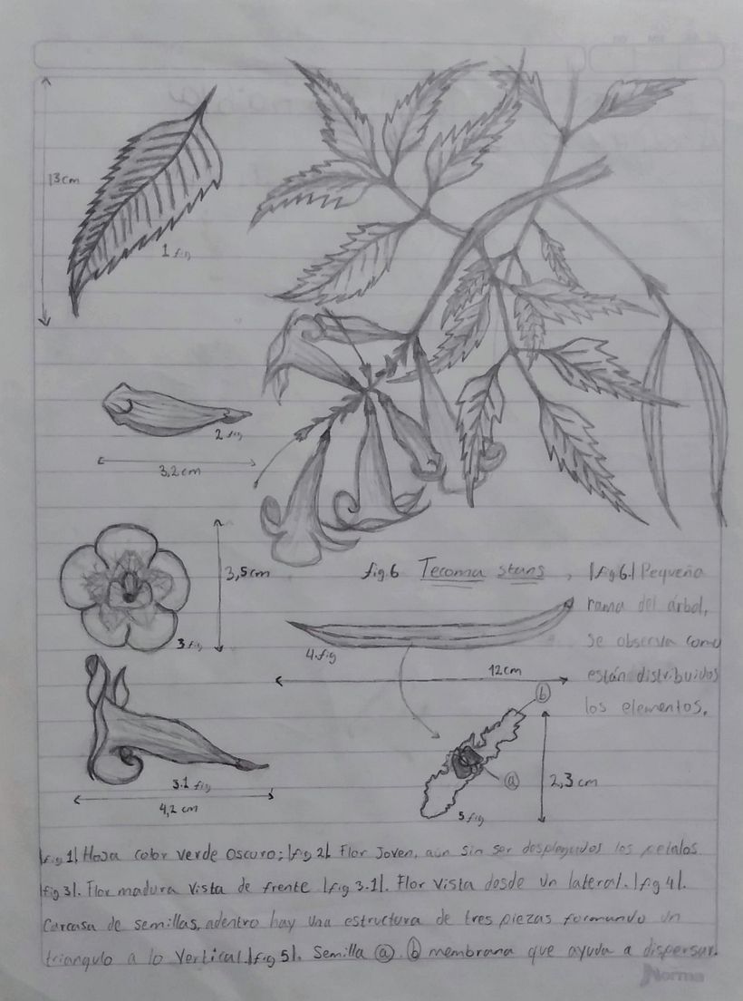 UN POCO DE FLORA 2
