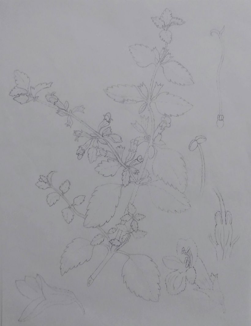 UN POCO DE FLORA 4
