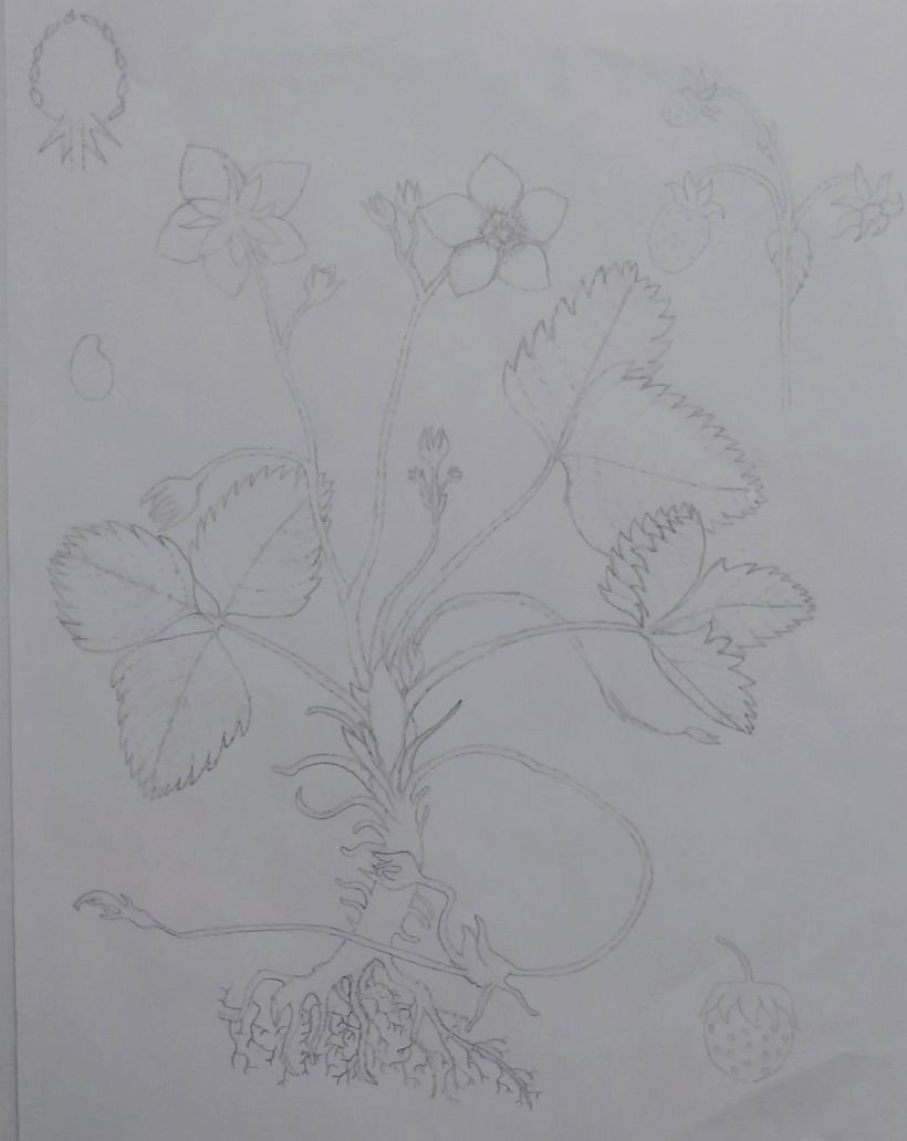 UN POCO DE FLORA 5