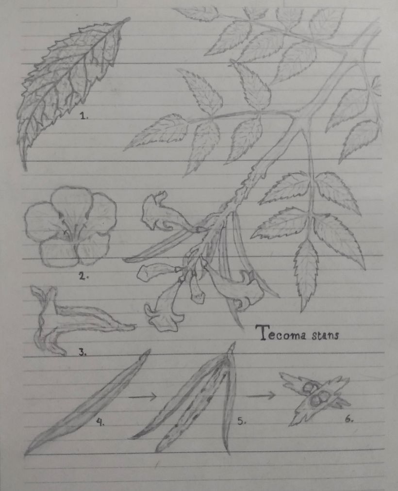 UN POCO DE FLORA 6