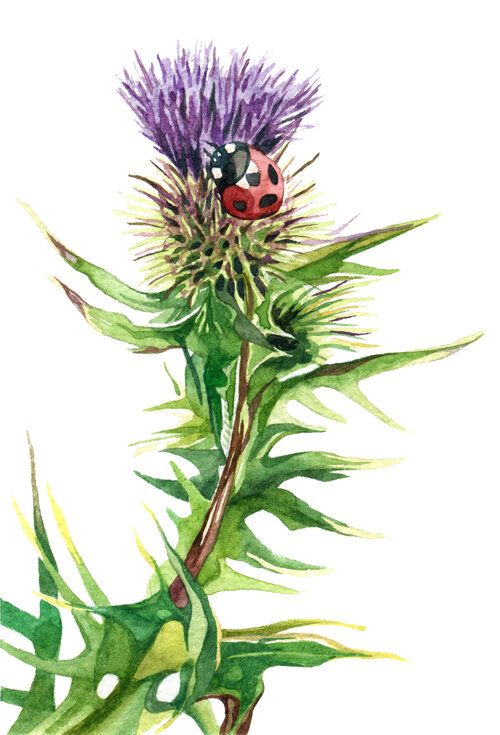 Botanical artworks 2