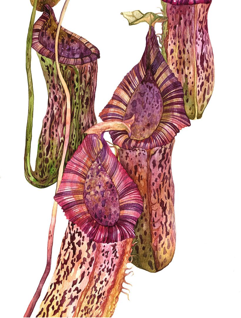 Botanical artworks 4