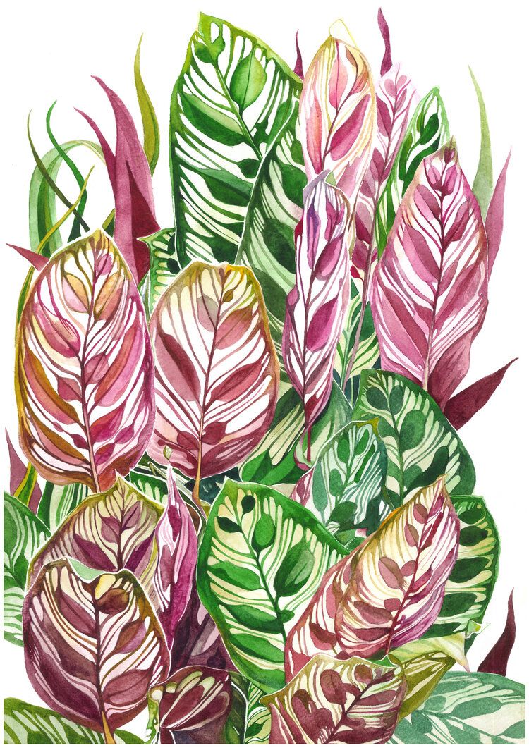 Botanical artworks 5