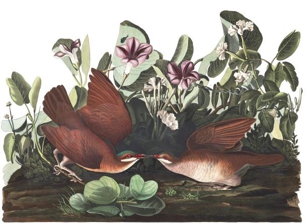 Key-West Dove par John James Audubon, via Audubon.org.