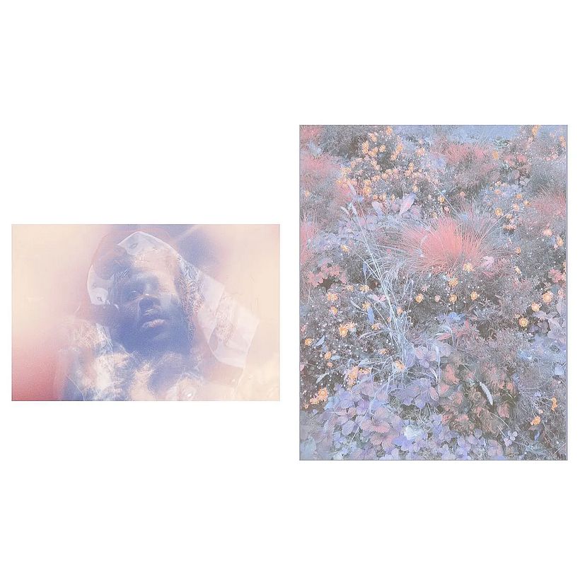 Blood Orange, 2019