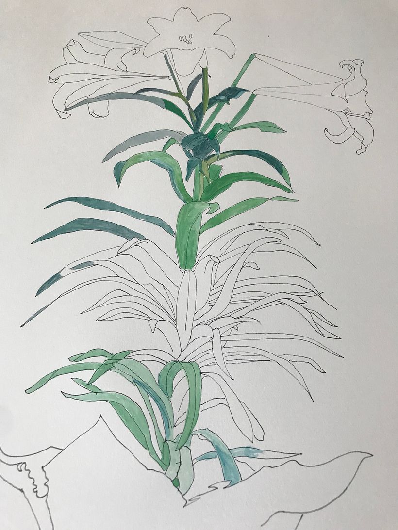 Starting to watercolor.  I identified blue-green vs. orange-green leaves.