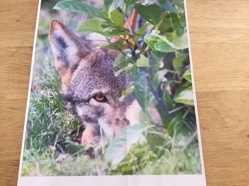 My son-in-law is a wildlife biologist who volunteered at a wolf refuge where he took this picture of an endangered Rrd Wolf