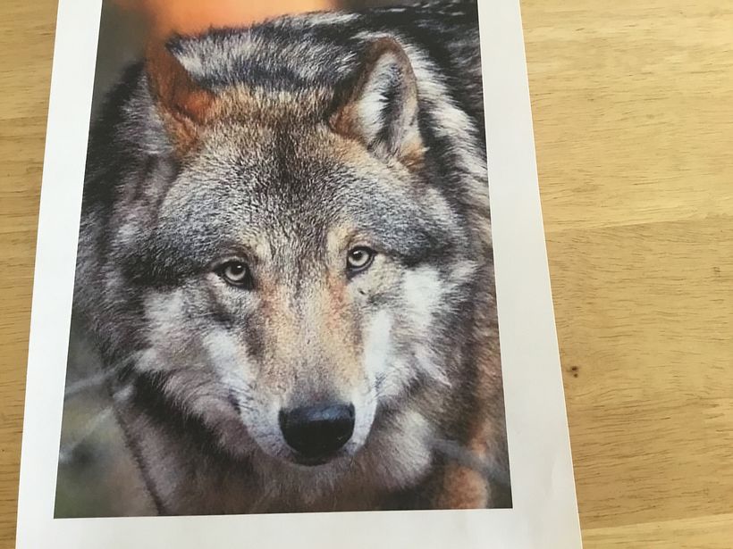 I used this picture from Unsplash for the nose.