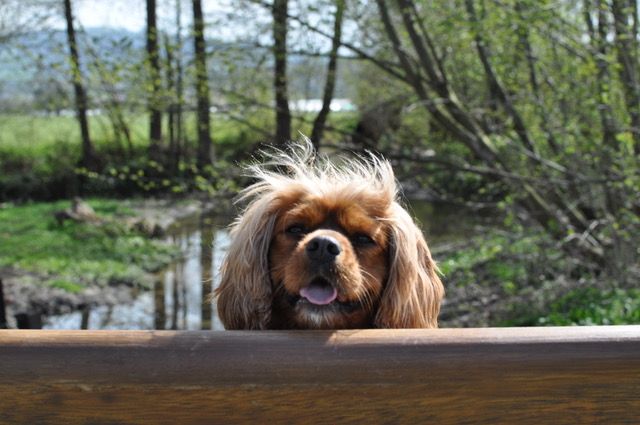 My project for course: Lifestyle Dog Photography 2