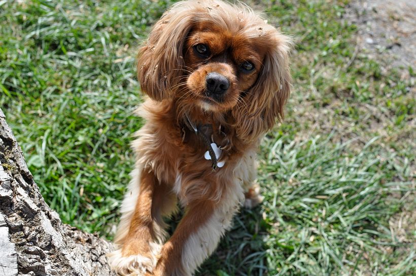 My project for course: Lifestyle Dog Photography 3