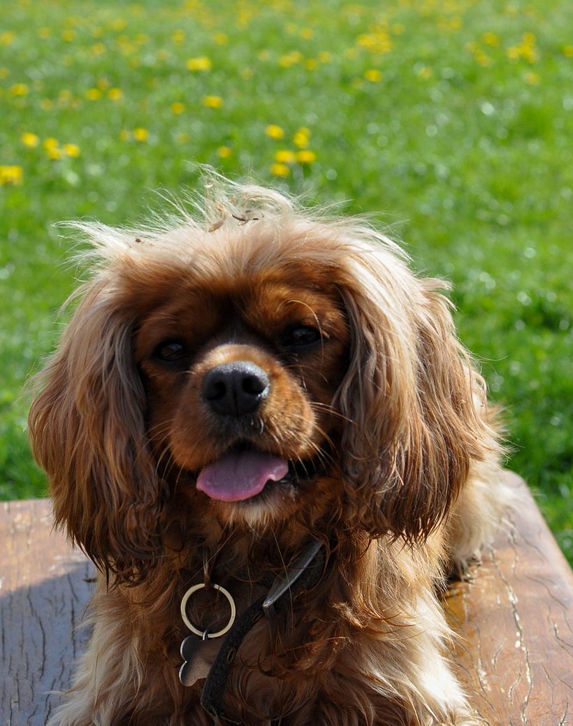 My project for course: Lifestyle Dog Photography 3