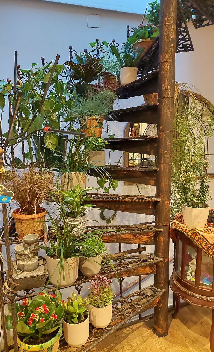 Staircase just for plants.. 2
