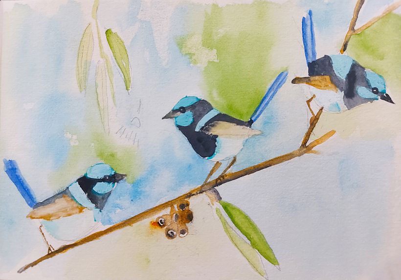 Blue wrens Australia