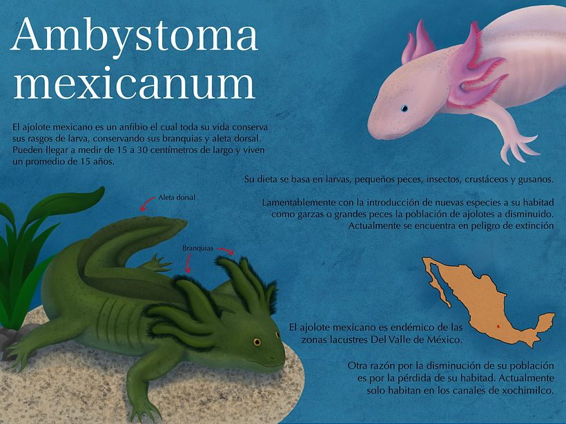 Mi Proyecto del curso: Ilustración naturalista de animales con Procreate 2