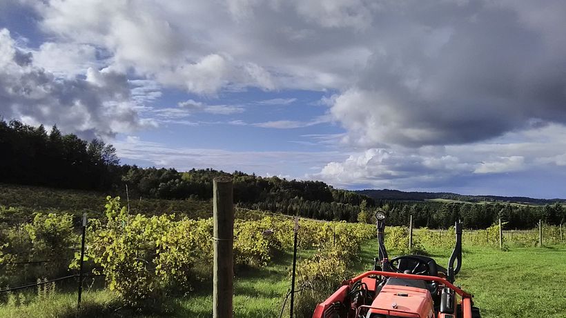 Reference Photo for Final Project A Vineyard in Wisconsin, USA