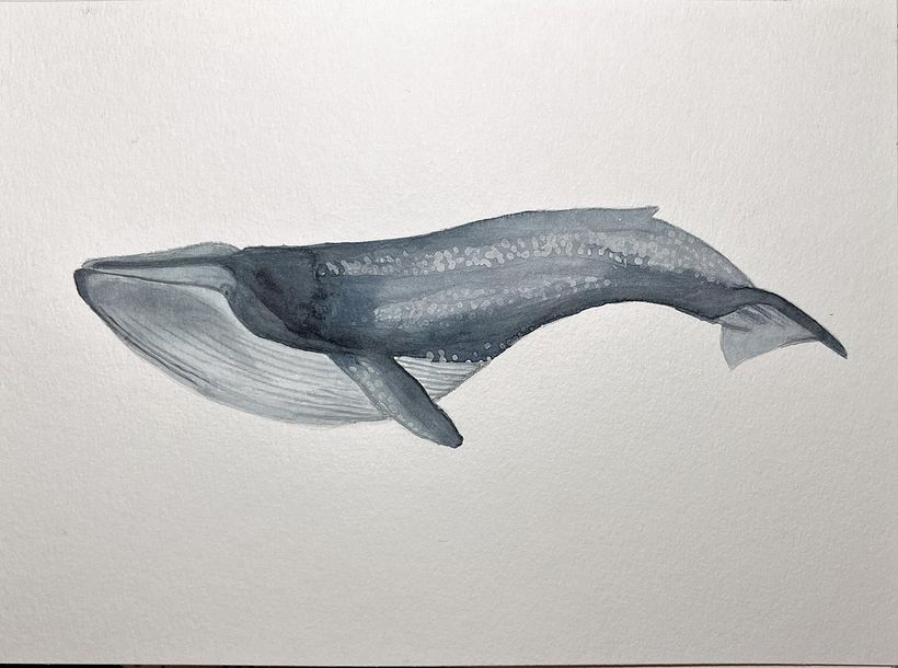 Mi Proyecto del curso: Técnicas de ilustración naturalista: ballenas en acuarela 2