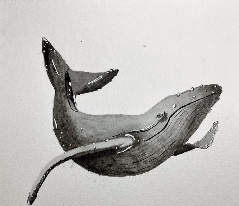 Mi Proyecto del curso: Técnicas de ilustración naturalista: ballenas en acuarela 3