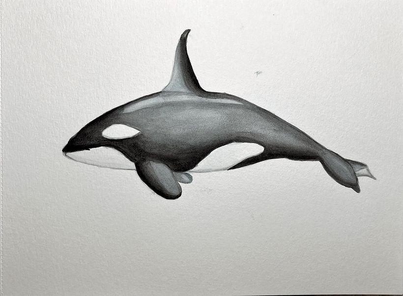 Mi Proyecto del curso: Técnicas de ilustración naturalista: ballenas en acuarela 4