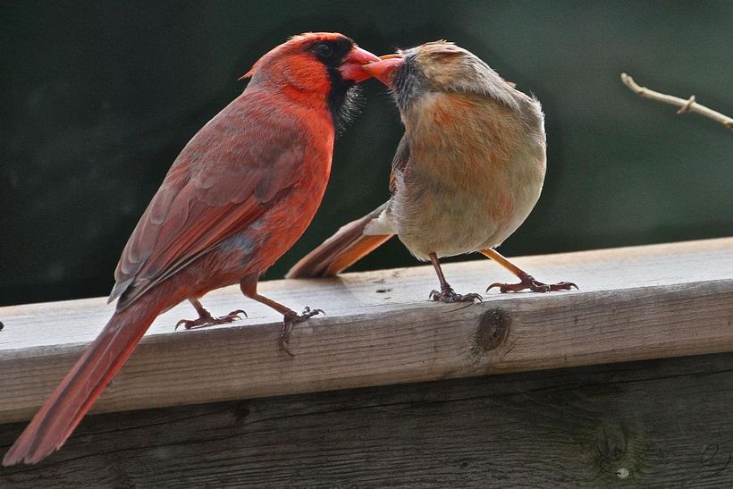 Male Cardinal Feeding Female Photo by Ellen Price