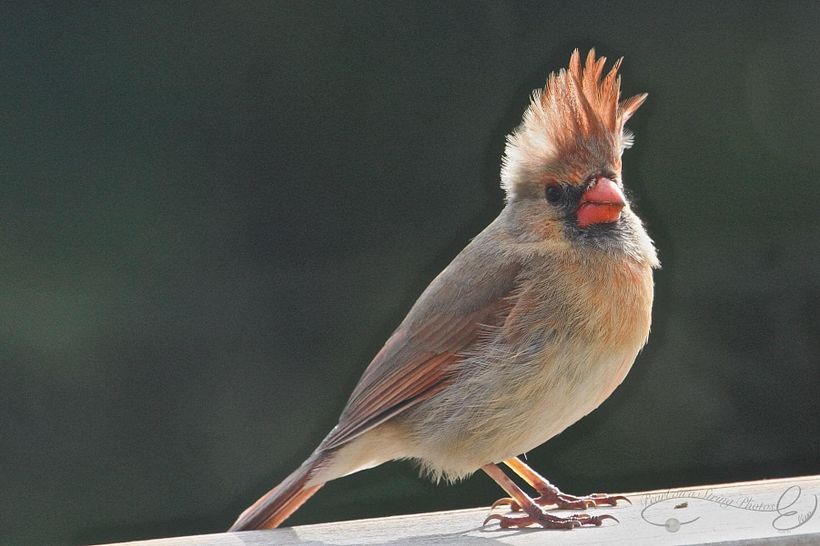 Female Cardinal with Mohawk...what the? Photo by Ellen Price