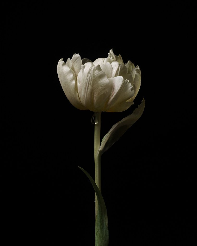 Personal: Botanical 2