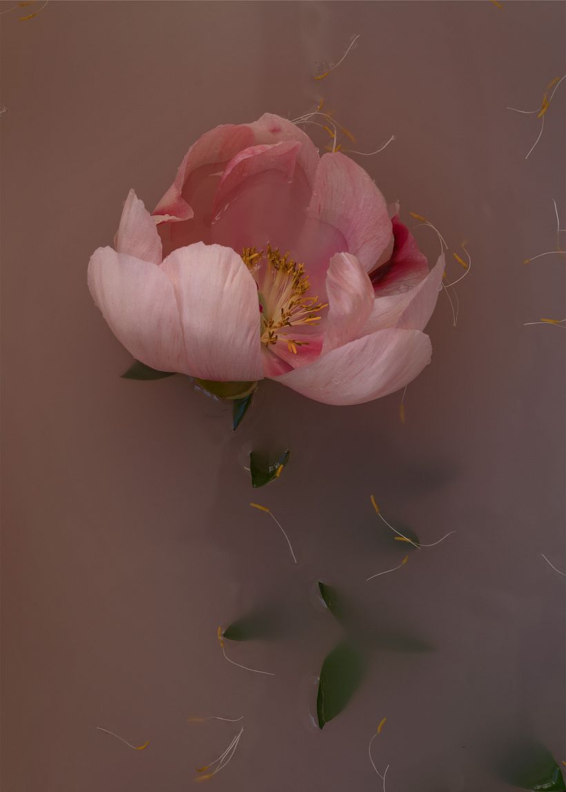 Personal: Botanical 4