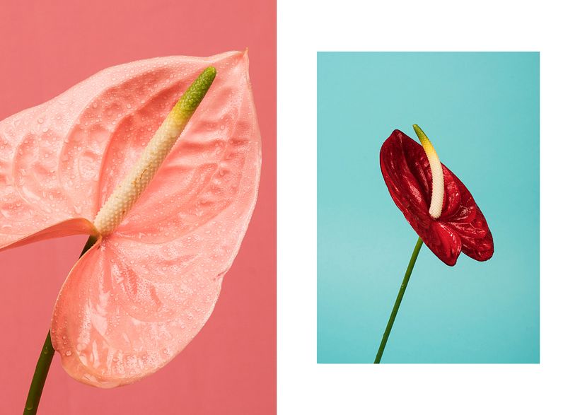 Personal: Botanical 7