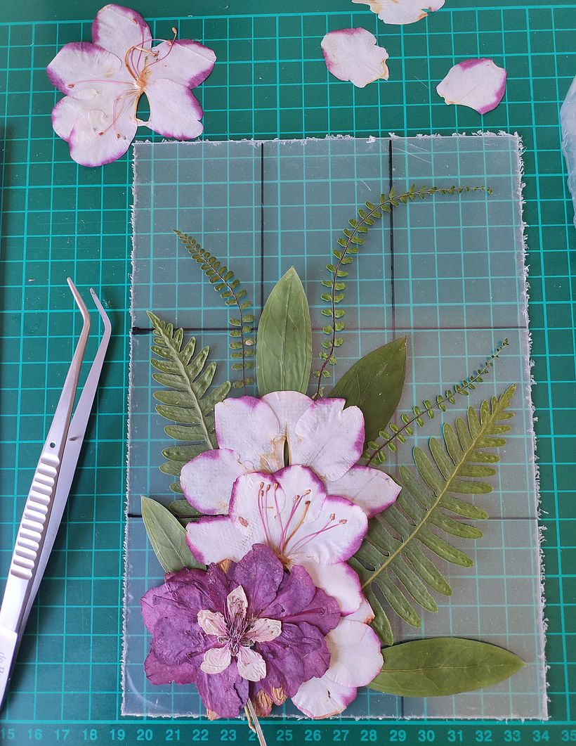 Iniciando composición del cuadro de plantas prensadas