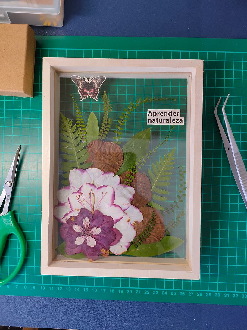 Resultado final cuadro de plantas prensadas