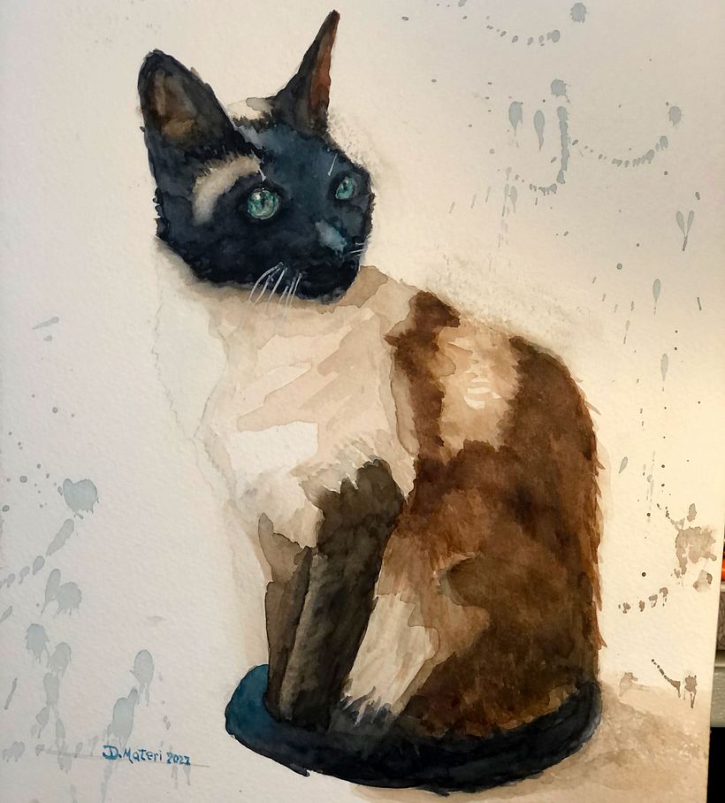 four colour cat
