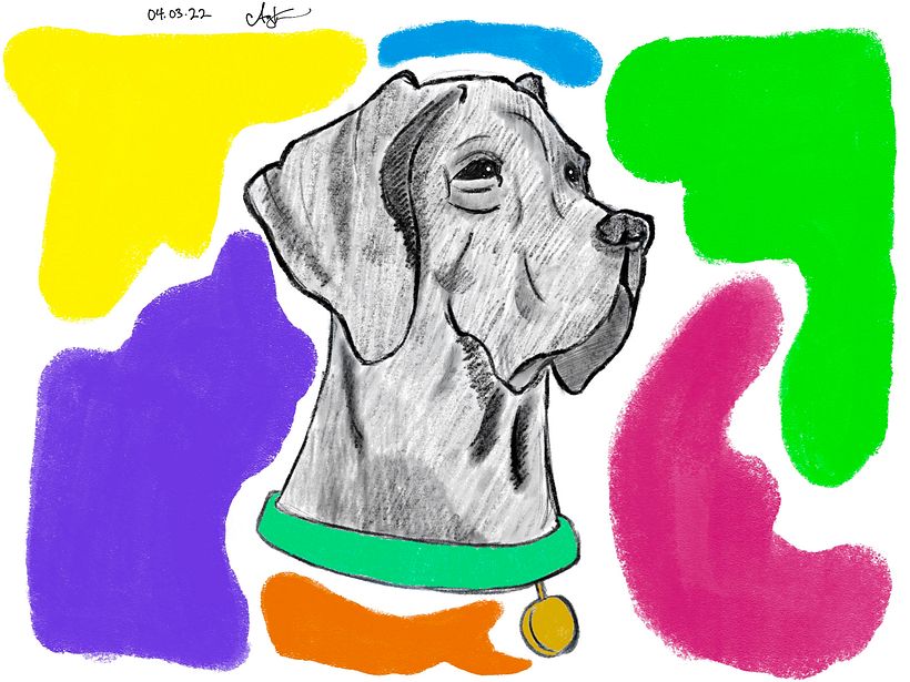 Dog and Color 2