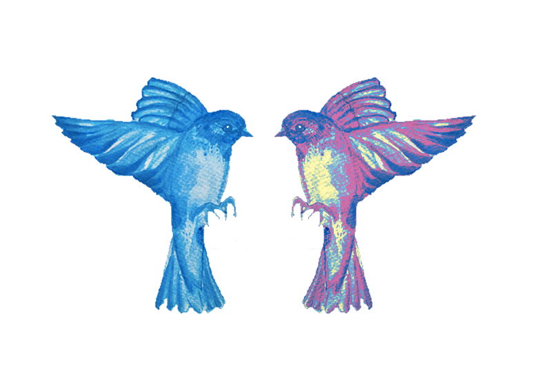 Pájaro con variación de color