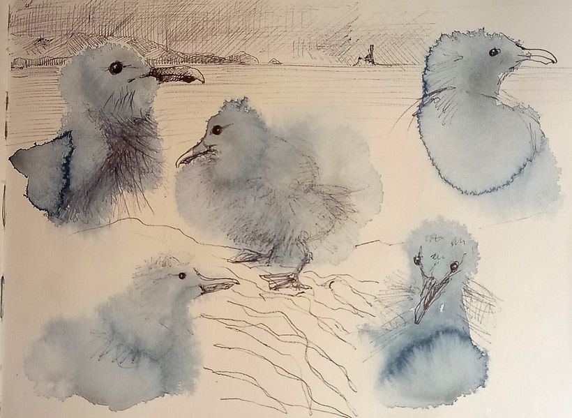 watercolour clouds transformed to seagull chicks