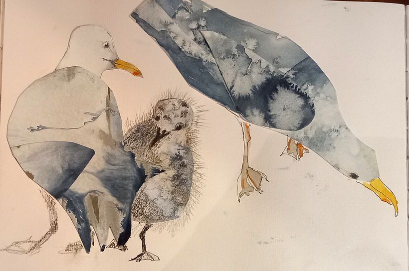 seagull collages