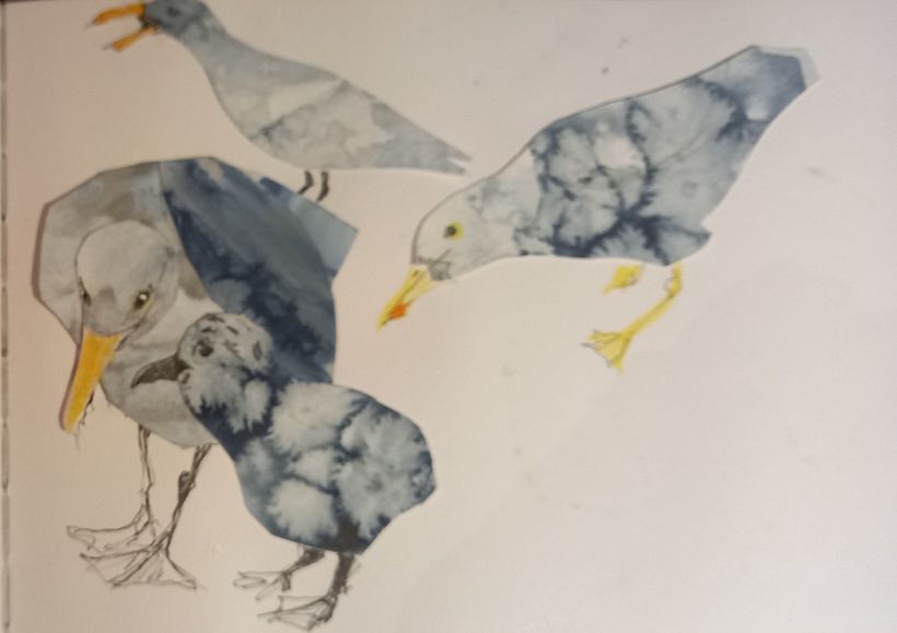 seagull collages