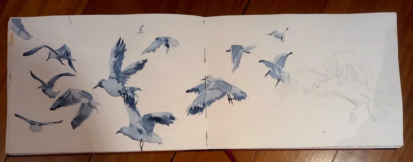 monochrome seagulls