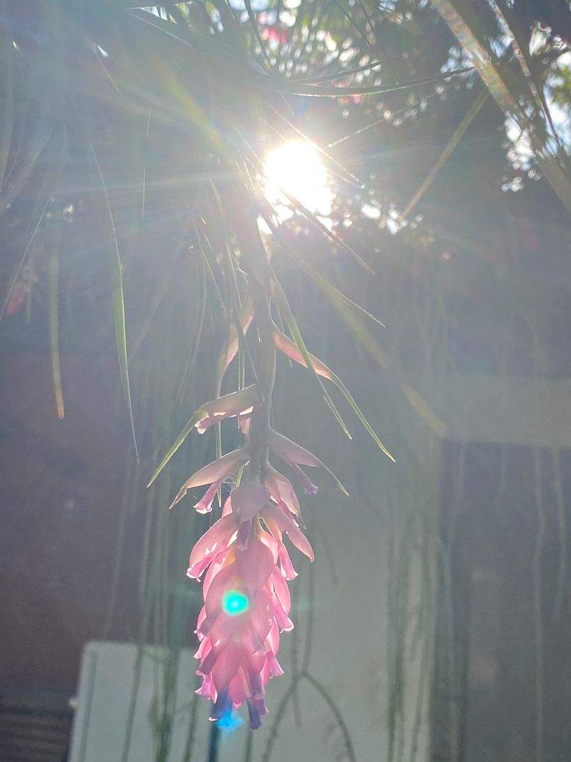 Luz Divina