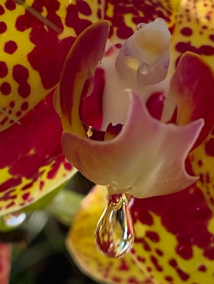 A beleza em gota d’água 
