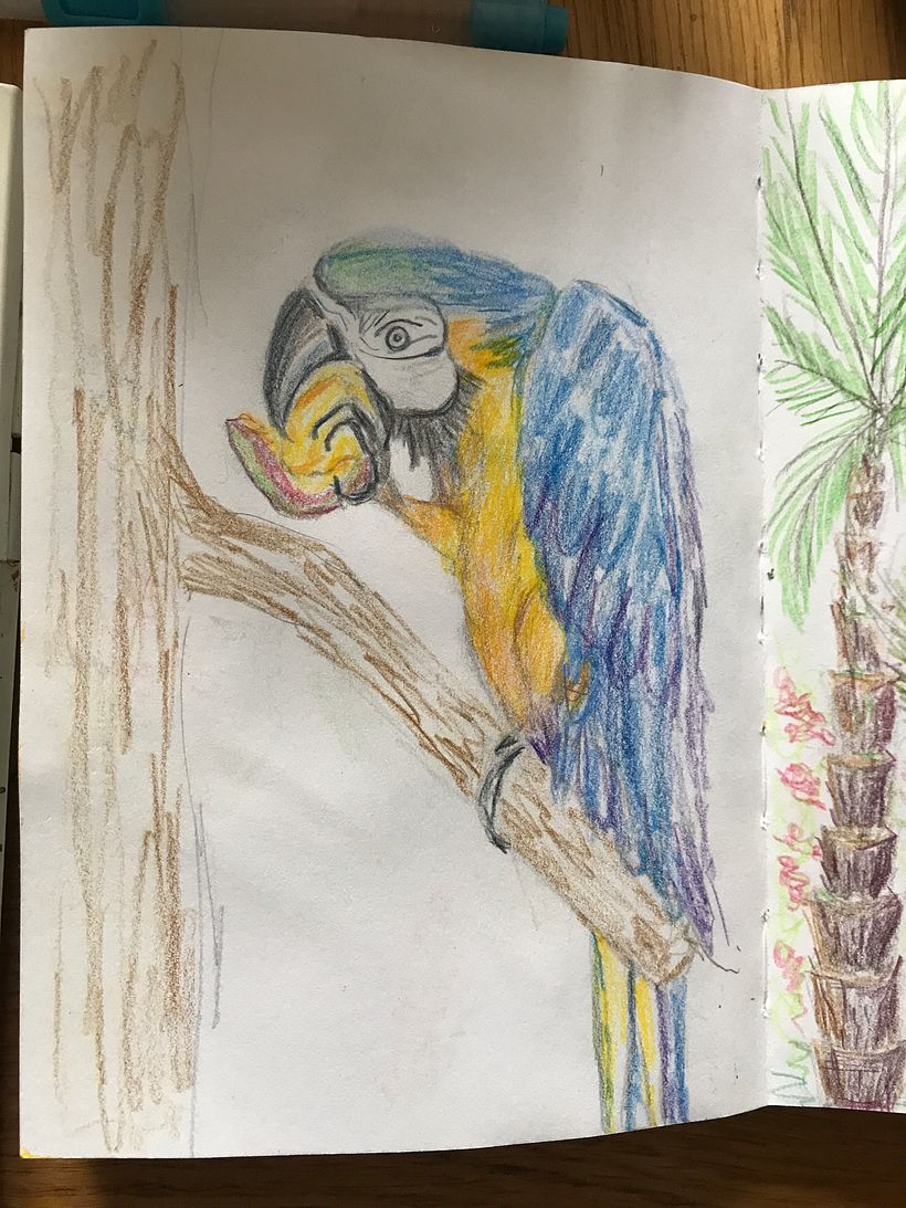 Found a pic of Macaw eating mango!