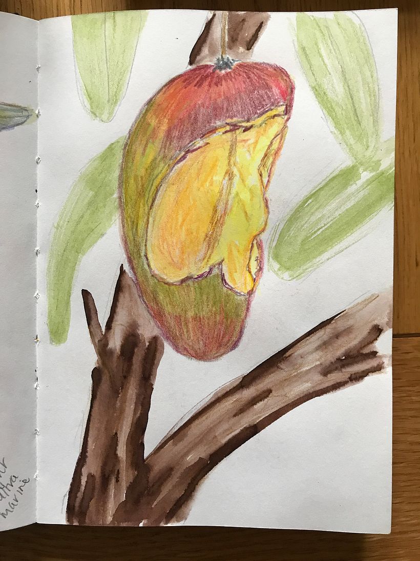 A mango pecked at by a parrot