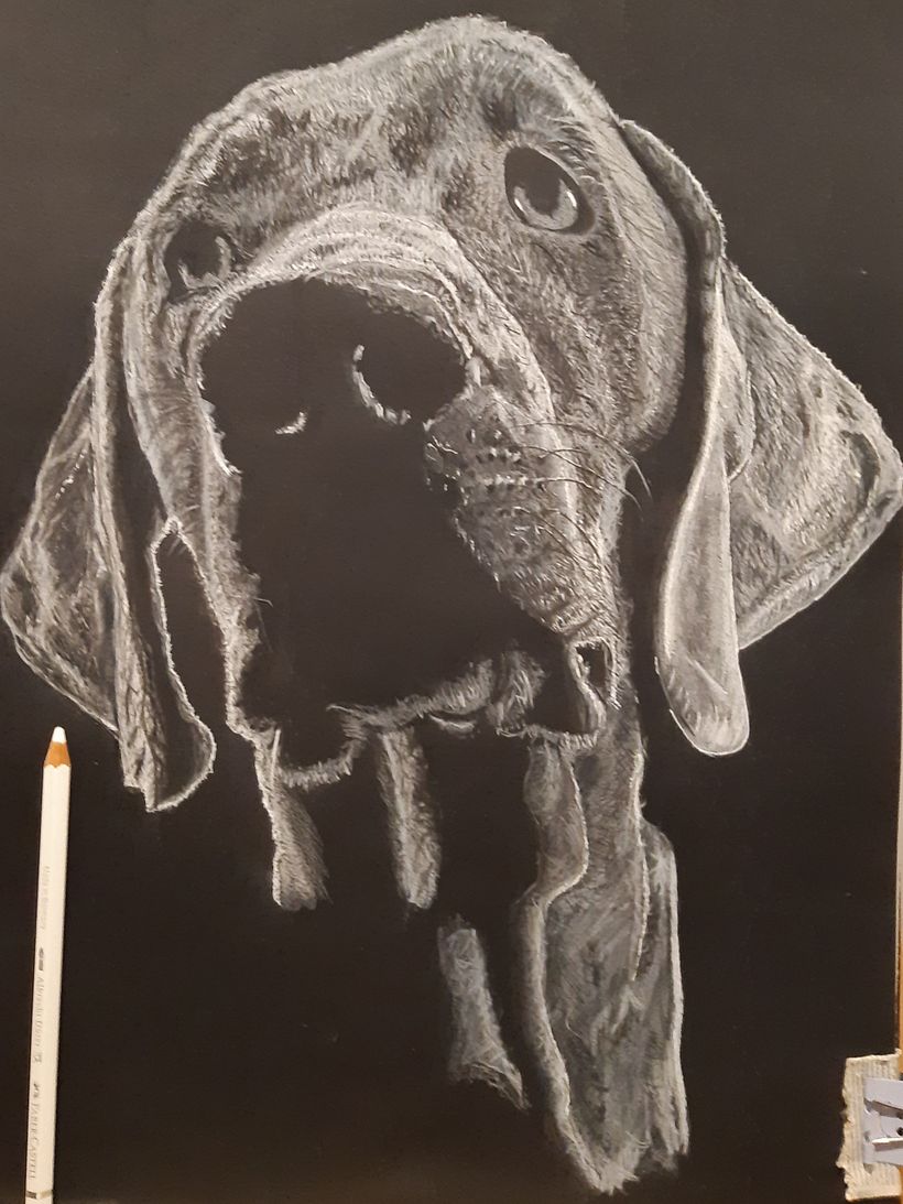 Mi perro, VIGO,  blanco sobre negro  1
