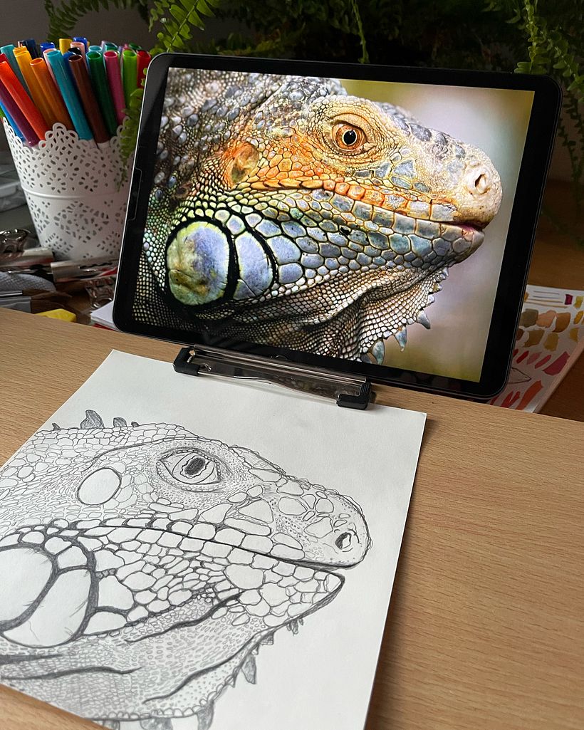 Iguana drawing before painting it.