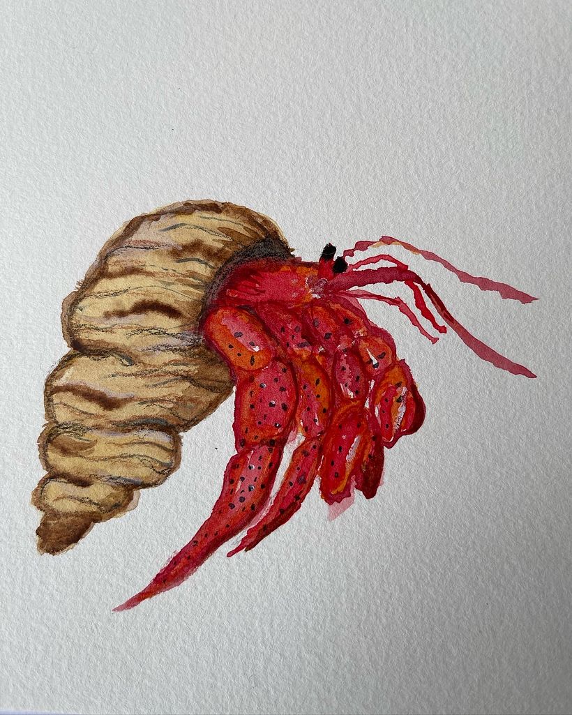 Hermit Crab with watercolour.
