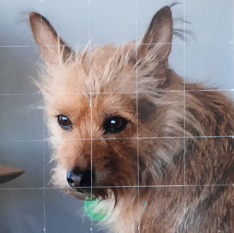 Photo of my terrier with grid lines before sketch which I forgot to photograph