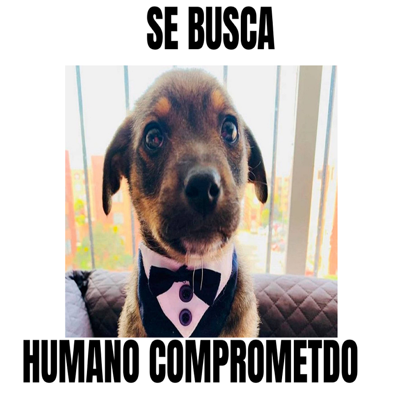 Se solicitan humanos. 10