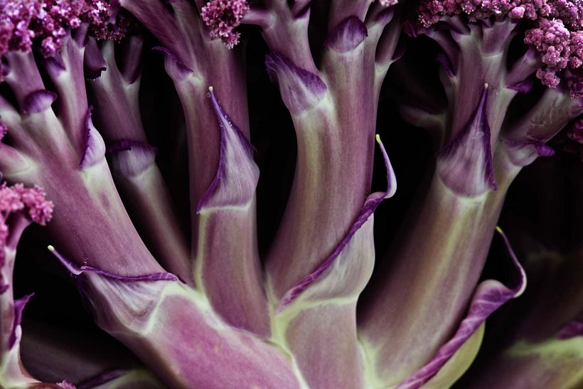 Macro close up of purple broccoli