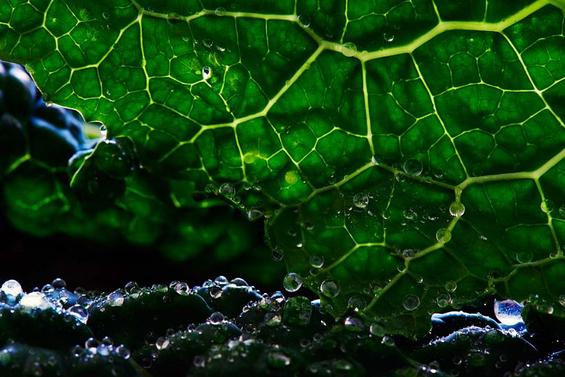 Super macro close up of fresh Kale
