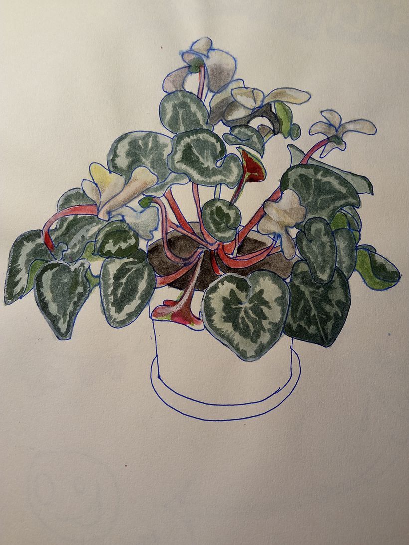 Cyclamen watercolor study